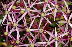 Detail květů česneku ozdobného (Allium cristophii) – středoasijského, u nás ale často pěstovaného druhu.  Mezi jednoděložnými jsme od r. 1995 věděli o neznámých telomerách v rodu Allium. Tento hospodářsky významný rod se stovkami druhů patří do řádu chřestotvarých (Asparagales – zajímavý ještě tím, že zahrnuje zástupce s klasický­mi rostlinnými telomerami a telomerami se sekvencí vyskytující se u člověka – např. Aloe spp.). Foto V. Motyčka