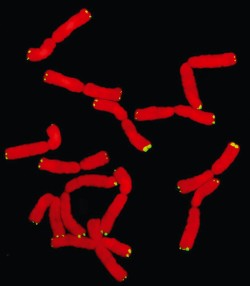 Výsledek získaný cytogenetickou metodou FISH – důkaz telomerové  lokalizace kandidátní sekvence u česneku medvědího (Allium ursinum). Červeně mitotické  chromozomy (obarveno DAPI) a zeleně signál poskytnutý fluorescenčně  značenou sondou odvozenou od motivu  (CTCGGTTATGGG)n. Foto V. Peška
