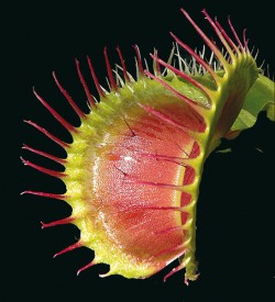 Modifikovaná svrchní část listu mucholapky podivné (Dionaea muscipula) s dobře viditelnými citlivými  spouštěcími trichomy (blíže v textu)  na vnitřní straně listu.