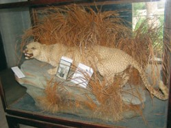 Levhart zanzibarský (Panthera pardus adersi) – pravděpodobně už jediný, který na ostrově zbyl, je pouze dermoplastický preparát v Přírodovědeckém muzeu ve Stone Town. Poslední potvrzený záznam výskytu této neobvyklé formy levharta pochází z r. 1996. Foto P. Lupták / © P. Lupták