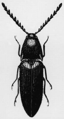 Sameček asi 8 mm dlouhého kovaříka Podeonius acuticornis se vyznačuje nápadně rozšířenými tykadly. Podle Miscellanea Entomologica (1920) / © Miscellanea Entomologica (1920)