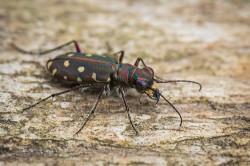 Při detailním pohledu na jinak fádně hnědého svižníka Calomera littoralis  zjistíme, že tělo má kovově lesklé.  To způsobuje struktura kutikuly, obsahující mnohonásobné odrazové plochy. Drobné nerovnosti na povrchu však  odrážejí světlo různým směrem, a proto se nám svižník z dálky jeví hnědý. Foto P. Šípek