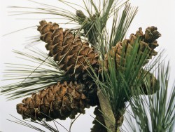 Přeslen polootevřených šišek borovice Fenzelovy (Pinus fenzeliana) na stromě, jehož vzorky byly dodatečně vybrány jako neotypový materiál (nová náhrada typového).  Pohoří Jing-ke-ling na jihočínském ostrově Chaj-nan, prosinec 1993. R. Businský