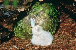 Samice kakapa sovího (Strigops habro­ptilus) krmící mládě. Foto D. Merton