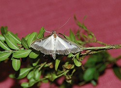 Dospělý motýl zavíječe zimostrázového (Cydalima perspectalis) je na keřích vidět jen zřídka. Foto J. Grulichová