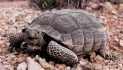 Želva Agassiziova (G. agassizii) je dobře přizpůsobena k životu v pouštním prostředí. Foto S. Cetkovský / © S. Cetkovský