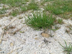 Půdní povrch pokrytý solnou krustou na slanisku Dobré pole u Mikulova. Foto M. Škorpík
