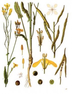 Řepka olejka (Brassica napus) z knihy F. E. Köhlera Medicinal-Plants, 1887. Archiv L. Kadeřábka / © Archive L. Kadeřábek