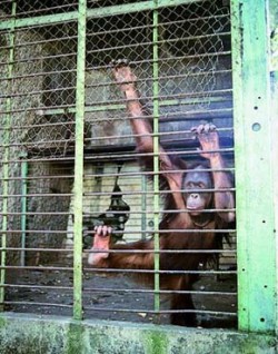 Zoologické zahrady na indonéském ostrově Sumatra jsou spíše odvrácenou stranou chovu zvířat v zajetí. Smutný pohled na jednoho z nejohroženějších druhů primátů - orangutana (Pongo pygmaeus) v Zoo Bukittinggi. Foto I. H. Tuf / © Photo I. H. Tuf