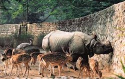 Společný výběh nosorožce indického (Rhinoceros unicornis), jelena axise indického (Axis axis) a jeřába Antigonina (Grus antigone) v zoo Guváhátí. Foto T. Adamová / © Photo T. Adamová