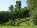 Jedna z výzkumných pasek připojená ke kraji lesa poblíž Hardeggu v druhém roce po vykácení. Na plochách bylo vždy ponecháno několik stojících stromů, drobné „keře“ jsou ve skutečnosti obrážející výmladky pařezů. Foto P. Šebek