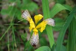 Silně ohrožený kosatec různobarvý (Iris variegata) preferuje světlé lesy a jejich palouky nebo stepi. Foto J. Doležal
