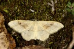  Také píďalka žlutokřídlec hnědavý (Idaea bilinearia), typický pro skalní  stepi, dosahuje v Podyjí severního okraje areálu. Foto Z. Laštůvka