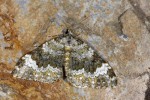 Píďalka údolní (Coenotephria  tophaceata) obývá  otevřené i stinné  skalnaté biotopy,  u nás byla spolehlivě zjištěna jen v Podyjí a Moravském krasu. Foto Z. Laštůvka