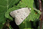 Výskyt blýskavky plaché (Caradrina aspersa) je u nás omezen pouze na území NP Podyjí, kde obývá skalní stepi  a skály v kaňonu Dyje. Foto Z. Laštůvka