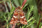 Charakteristický, ale jen místně  hojný druh vřesovišť národního  parku – můra vřesová (Anarta myrtilli). Foto Z. Laštůvka