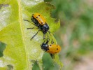 Ohrožená mandelinka Lachnaia sexpunctata vázaná na listnaté dřeviny – v Podyjí především na duby (Quercus spp.) na nejteplejších stanovištích –  je příkladem druhů řídkých lesů. Foto V. Křivan 