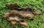 Ohňovec ohraničený (Phellinus  nigrolimitatus) má v Podyjí svou jedinou známou lokalitu na jižní Moravě. Foto J. Běťák