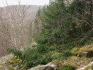 Hřížením (vegetativně) se množící stromy smrku ztepilého (Picea abies) u Ledových slují na Vranovsku jsou  na jižní Moravě dendrologickou raritou. Foto J. Běťák
