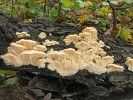 Plodnice plstnatce  tlustoostného (Spongipellis  pachyodon)  z lokality u Čížova  v národním parku Podyjí, kde byl  nalezen na tlející větvi dubu zimního (Quercus petraea) v říjnu 2015. Jde o jedinou recentní a druhou historickou  lokalitu tohoto kriticky ohroženého druhu  na Moravě. Foto J. Běťák