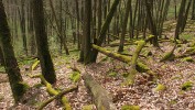 Přestárlá dubová pařezina pod vrchem Lipina disponuje díky několika deseti­letím bezzásahovosti množstvím tlejícího dřeva. Jen na dřevě dubu zimního  (Quercus petraea) zde bylo dosud  nalezeno více než 110 druhů hub. Foto J. Běťák