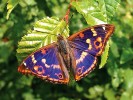 Batolec červený (Apatura ilia)  patří v oblasti k relativně hojnějším druhům denních motýlů. Foto M. Švestka