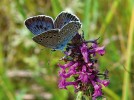 Poslední nález modráska černoskvrnného (Phengaris arion) ze Znojemska je z r. 1976. Tento v ČR kriticky ohrožený motýl patří k evropsky chráněným  druhům soustavou Natura 2000. Foto M. Švestka