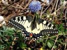 Obyvatel otevřené krajiny otakárek fenyklový (Papilio machaon). Foto M. Švestka