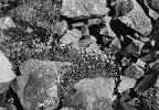 Droliny mají svou význačnou faunu i flóru, k níž náleží třeba lomikámen  trsnatý (Saxifraga rosacea) na drolině  vrchu Ostrý u Velemína.  Foto V. Ložek