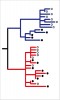 Genealogické vztahy norníků rudých z Velké Británie (černé kroužky) a z kontinentální Evropy (prázdné kroužky) zrekonstruované porovnáním sekvencí mitochondriální DNA. Norníci v Británii patří ke dvěma genealogickým liniím, které obě přišly z kontinentu. Orig. P. Kotlík