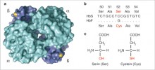 Model hemoglobinu HbF. Atomy síry (žlutě) cysteinů v podjednotkách beta jsou exponované na povrchu molekuly (obr. a). Hemoglobin HbF od HbS odlišuje záměna jediné aminokyseliny způsobená mutací kodonu pro serin (TCC) na kodon pro cystein (TGC, obr. b). Aminokyseliny serin a cystein se liší pouze v jediném atomu – přítomností síry (S) v cysteinu na místě, kde se  v serinu nachází kyslík (O, obr. c). Podle: P. Kotlík a kol. (2014), upraveno