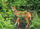 Při odchodu se mladý kojot zastavil na okraji pastviny a pozoroval člověka, než se schoval ve vegetaci. Foto I. Literák