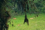 Spící kojoti (Canis latrans) při odpoledním odpočinku na území bývalé  farmy na okraji národního parku Braulio Carillio (Sector Volcán Barva) v Kostarice. V popředí zřejmě odrostlé mládě, za ním pravděpodobně rodičovský pár. Foto I. Literák