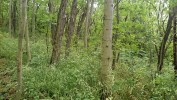 Směsná výsadba akátu s jasanem ztepilým (Fraxinus excelsior). Kryry u Žatce. Foto M. Vítková