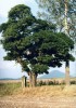 Solitérní strom trnovníku akátu (Ro­binia pseudoacacia) v Českém Švýcarsku. Foto M. Vítková