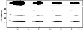 Víceslabičný varovný hlas severo­amerického sysla Richardsonova  (Urocitellus richardsonii), vydávaný  především při setkání s pozemními  predátory, informuje ostatní jedince v kolonii také o vzdálenosti, kde se  predátor nachází. Čím je potenciální  nebezpečí blíže, tím rychleji po sobě  jsou jednotlivé slabiky vydávány.  Na obr. spektrogram zobrazující  frekvenční spektrum v určitém čase (dole) a oscilogram ukazující amplitudu ve stejném čase (nahoře) varovného  hlasu jedince chovaného v zoologické zahradě v Plzni. Orig. I. Schneiderová