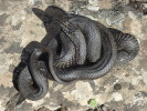 Melanistický jedinec užovky podplamaté (Natrix tessellata). Melanismus patří mezi relativně časté odchylky ve zbarvení hadů. Ostrov Golem Grad, Prespanské jezero, Severní Makedonie. Foto I. Kocourek