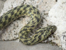 Užovka podplamatá (Natrix tessellata), aberace flavescens. Vranské jezero, Chorvatsko. Foto I. Kocourek