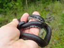 Užovka obojková (Natrix natrix), melanistický jedinec. Ostrov Krk, Chorvatsko. Foto I. Kocourek