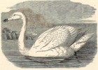 Labuť zpěvná (Cygnus cygnus)  hnízdí v severské tundře, u nás se  vzácně, ale pravidelně objevuje v zimě.  V labuť byl proměněn král Kyknos. Orig. A. Brehm, Život zvířat (Praha 1927).