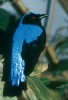 Nebesky modrý sameček ireny tyrkysové (Irena puella) obývající stálezelené deštné lesy jižní a jihovýchodní Asie Foto V. Motyčka