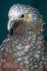 Šedobílé čelo a temeno nestora kaka (Nestor meridionalis) jako obraz šedin moudrého krále Nestora. Tento druh papouška žije pouze na Novém Zélandu, stejně jako jeho příbuzný nestor kea  (N. notabilis). Australské ostrovy Norfolk a Phillip obýval od r. 1851 vyhynulý nestor úzkozobý (N. productus). Foto V. Motyčka