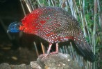 Satyr himálajský (Tragopan satyra) z čeledi bažantovití (Phasianidae) obývá horské lesy v nadmořské výšce 1 800  až 4 200 m (v zimě sestupuje do nižších poloh). Na obr. je samec, samice mají nenápadně zbarvené opeření. V pojmenování satyra se objevují lesní bůh Pán i jeho průvodci Satyrové. Foto V. Motyčka