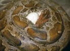 Krajty rodu Python připomínají hadovitou nestvůru Pýthóna. Na obr. samice krajty tygrovité (P. molurus) z Indie  a Srí Lanky inkubující snůšku vajec 