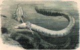 Slepý macarát jeskynní (Proteus anguinus) žije v temných vodách  balkánských jeskyní. Orig. A. Brehm, Život zvířat (Praha 1927).