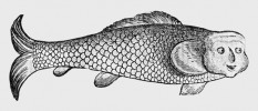 Kapr obecný (Cyprinus carpio) je na staré ilustraci zobrazen poněkud antropomorfně. Orig. K. Gesner, Historiae  animalium (Curych 1551–58)