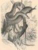 Užovka stromová neboli Aeskulapova (Zamenis longissimus). I mezi jejími neplatnými vědeckými jmény (synonymy) lze najít názvy jako Coluber aesculapi nebo Elaphis aesculapii. V České republice patří k nejvzácnějším hadům (s okrajovými areály v Podyjí a Bílých Karpatech a izolovanou lokalitou v Poohří). Orig. A. Brehm, Život zvířat (Praha 1927).