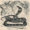 Jihoasijský jedovatý lesní had kobra královská (Hamadryas hannah; nyní Ophiophagus hannah) nosí jméno  lesních nymf Hamadryad – těch, které při jednom svém milostném dobrodružství vyděsil bůh Apollón proměněný  právě v hada. Nyní platné rodové jméno Ophiophagus (hadožravý) souvisí s potravní specializací kobry královské na lov jiných hadů. Orig. A. Brehm, Život zvířat (Praha 1927).