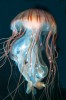 Medúza talířovka pacifická (Chrysaora melanaster) ze severního Tichého oceánu připomíná svým zvonovitým tělem s mnoha chapadly hlavu Gorgony Medúsy. Foto V. Motyčka