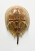 Ostrorep americký (Limulus polyphemus) z Mexického zálivu. Extrakt z krve ostrorepa se využívá v lékařské diagnostice, neboť se v přítomnosti endotoxinů sráží a napomáhá tak odhalit a určit některá bakteriální onemocnění  (test LAL, Limulus Amebocyte Lysate).  Ostrorepi patří do starobylé třídy  hrotnatci (Merostomata), jejíž první zástupci existovali v oceánech  už před více než 500 miliony let. Foto L. Pavlík